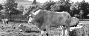LA VALLE DEL GIGANTE BIANCO - VIII^ EDIZIONE